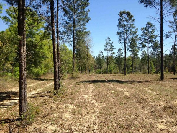Vacant NE Mango Avenue, Lee, FL 32059