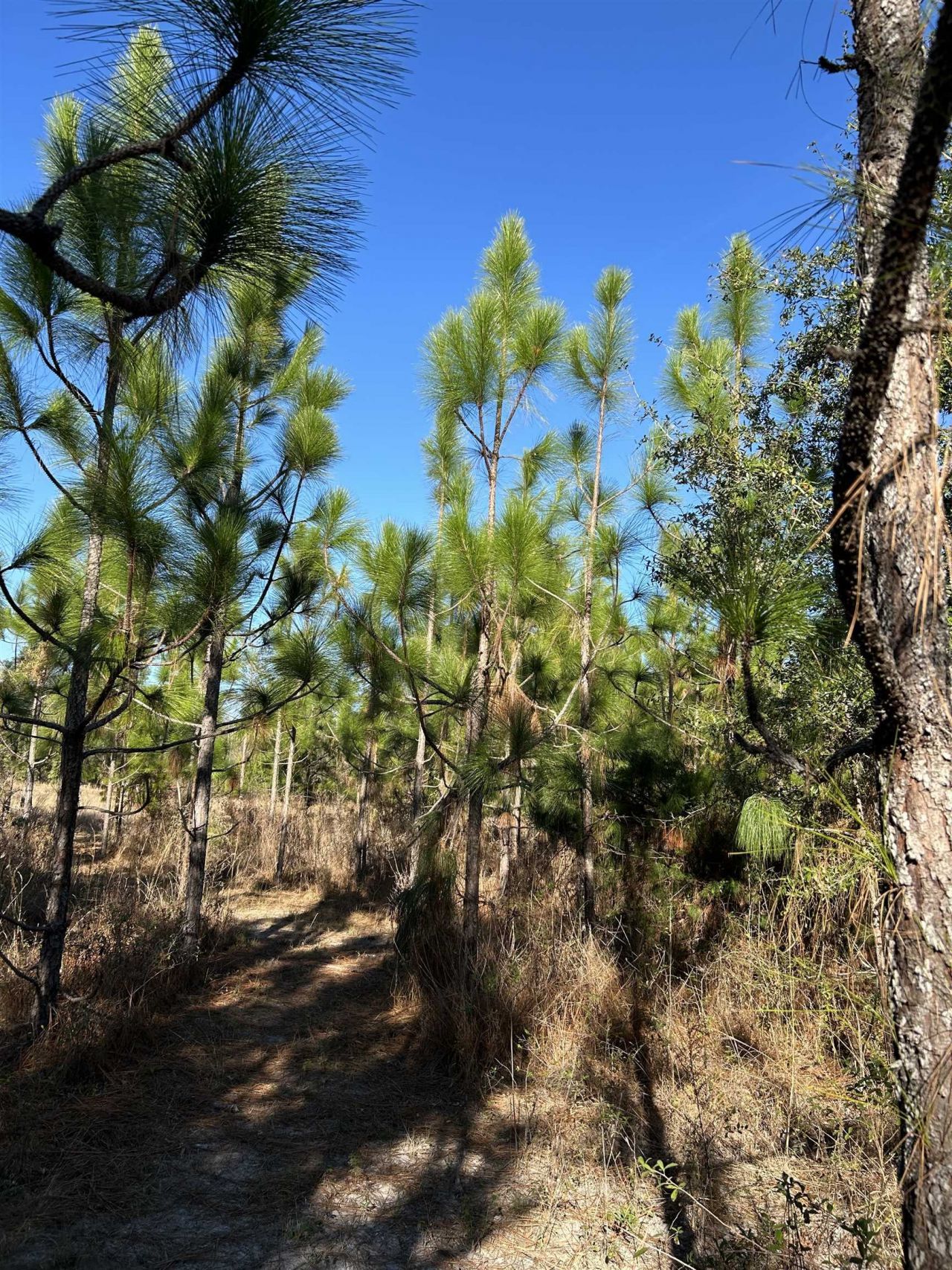 Vacant NE Mango Avenue, Lee, FL 32059 Photo