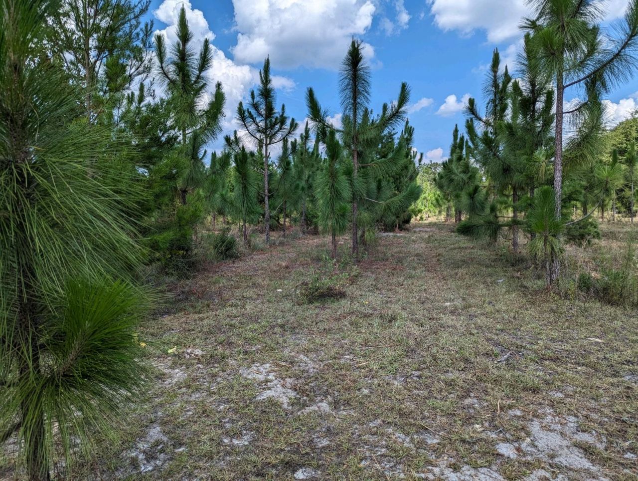 Vacant NE Mango Avenue, Lee, FL 32059 Photo