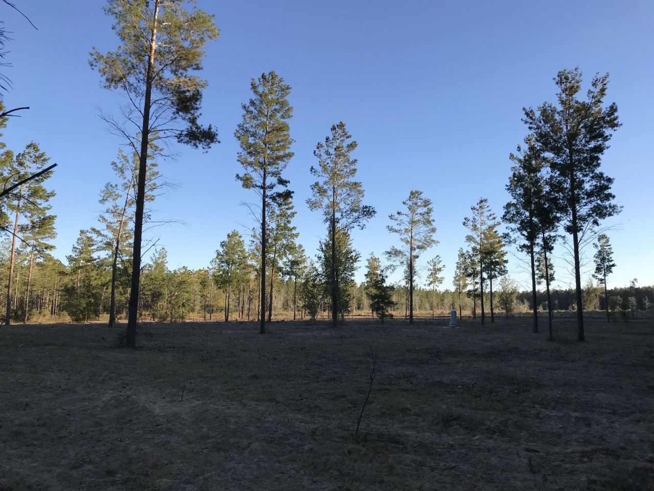Vacant NE Mango Avenue, Lee, FL 32059 Photo