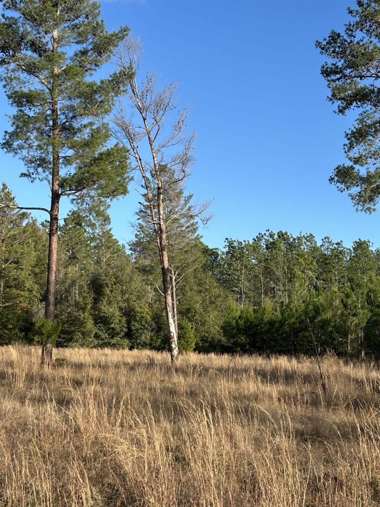Vacant NE Mango Avenue, Lee, FL 32059 Photo