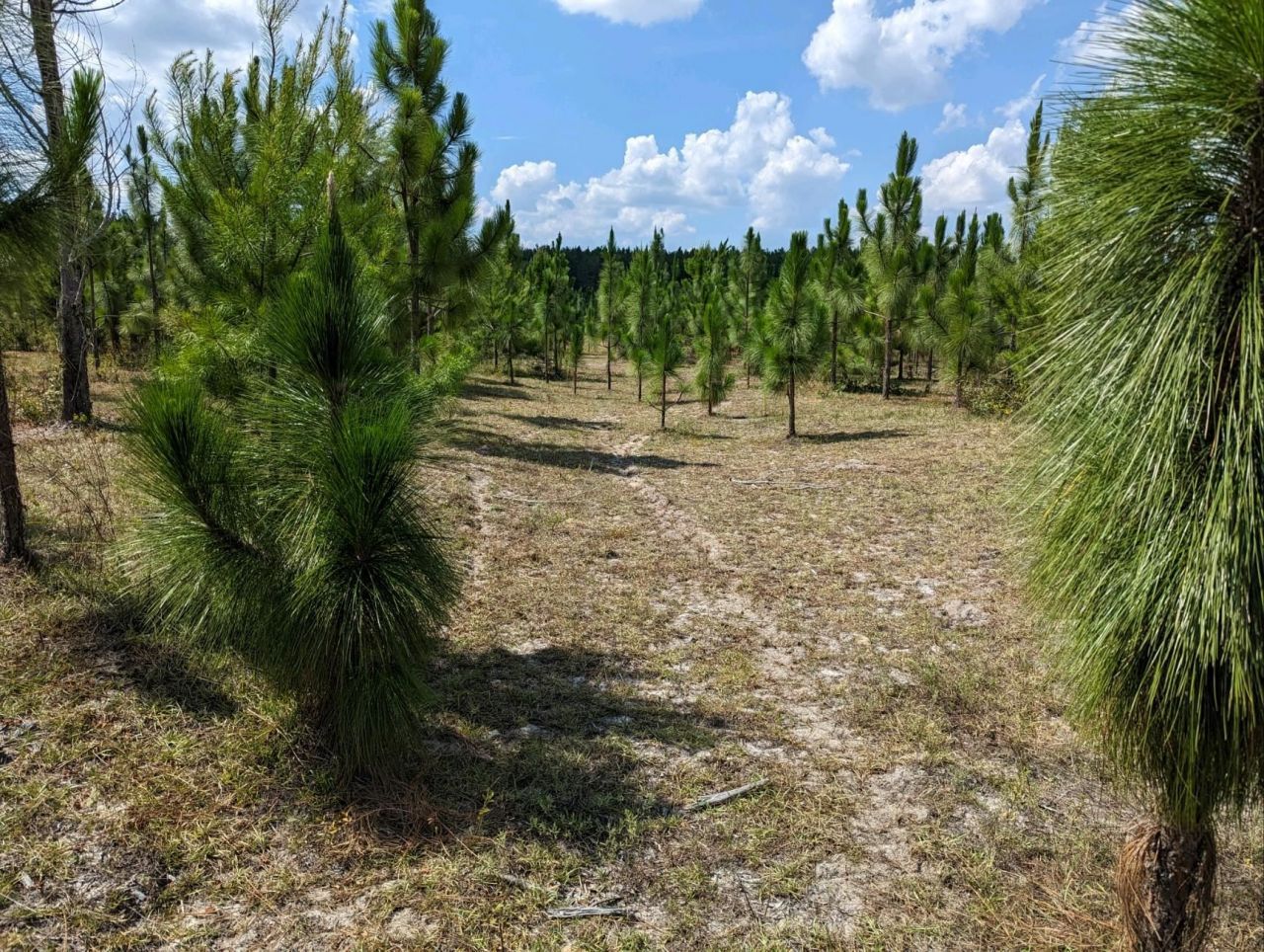 Vacant NE Mango Avenue, Lee, FL 32059 Photo