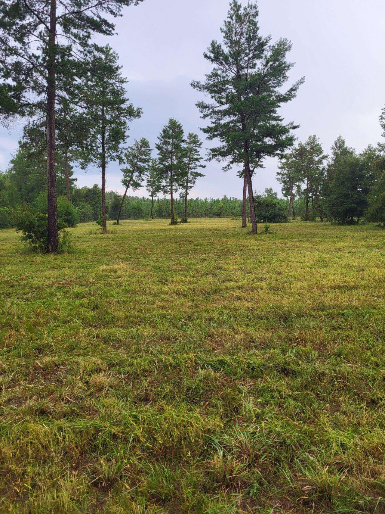 Vacant NE Mango Avenue, Lee, FL 32059 Photo