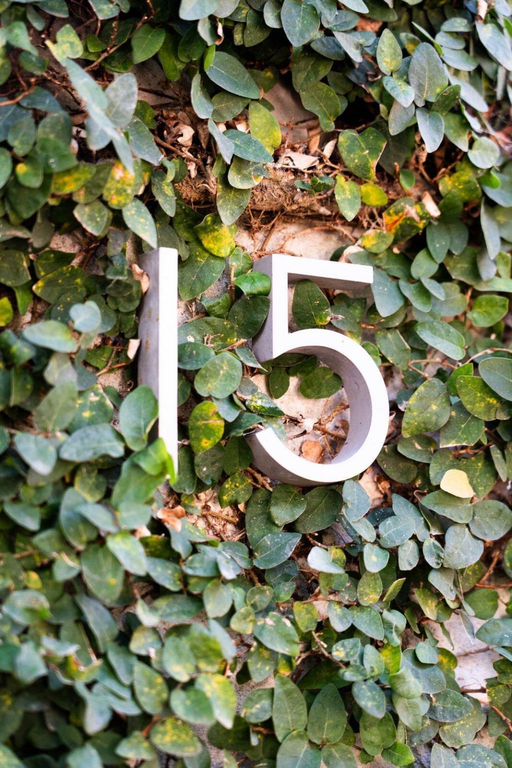 15 Elizabeth Street Photo 37