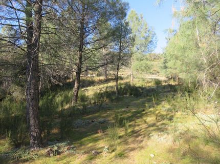 White Rock Rd, Mountain Ranch, CA 95246 Photo