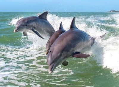 3730 Pinebrook Circle, Unit 103, Bradenton, FL 34209 Photo