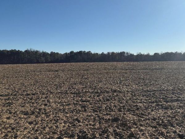 0 Whitfield Road, Elko, GA 31025