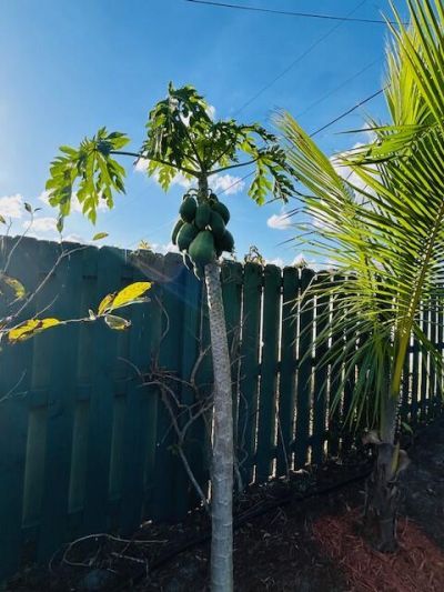 221 SW Kestor Drive, Port Saint Lucie, FL 34953 Photo