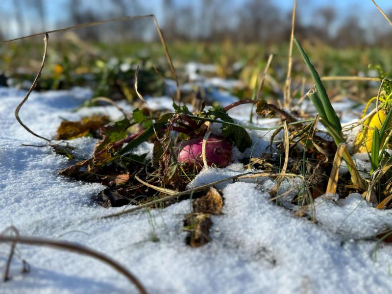 5230 Null Road, Coolville, OH 45723 Photo 26