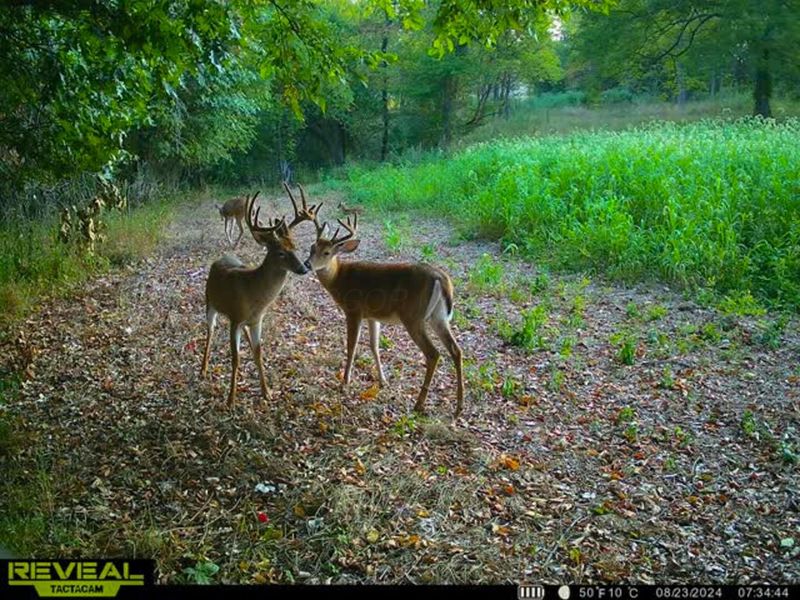 5230 Null Road, Coolville, OH 45723 Photo 46