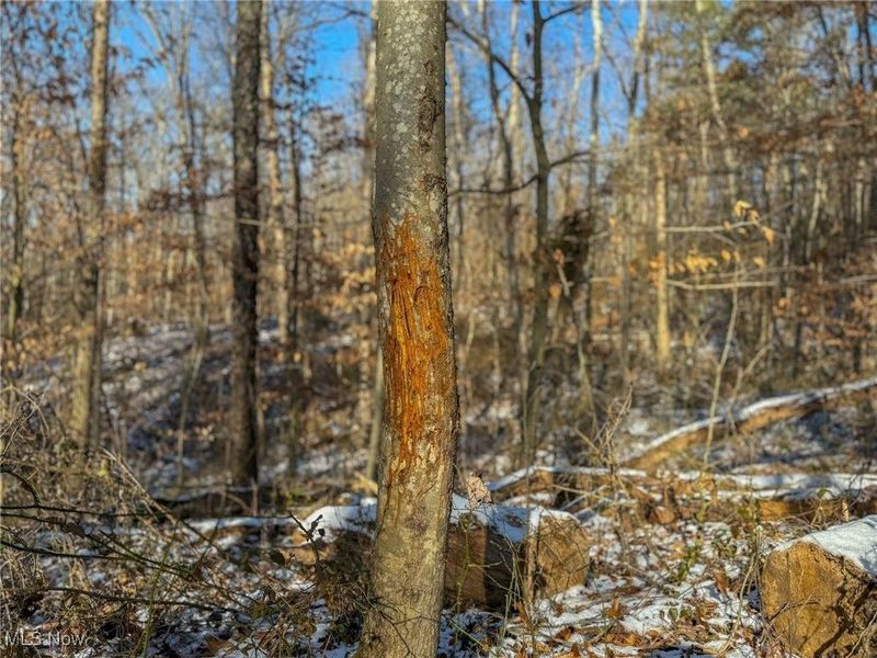 5230 Null Road, Coolville, OH 45723 Photo 14