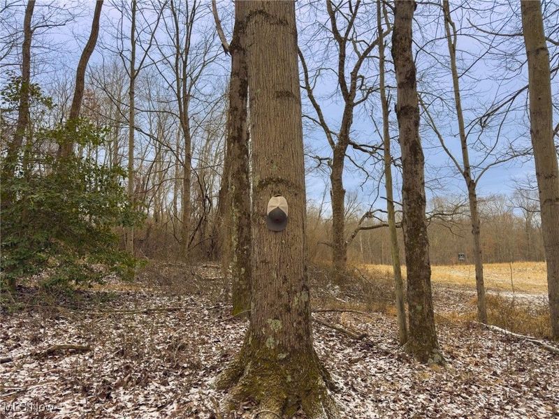 5230 Null Road, Coolville, OH 45723 Photo 33