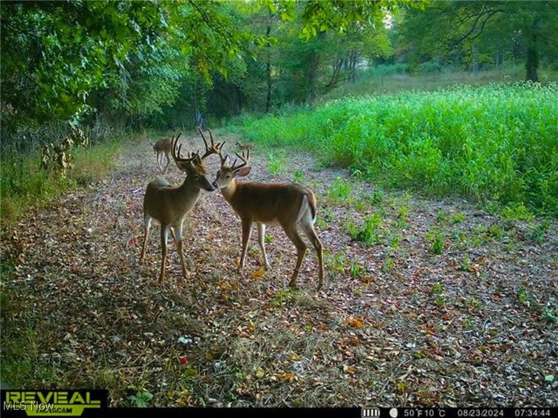 5230 Null Road, Coolville, OH 45723 Photo 44