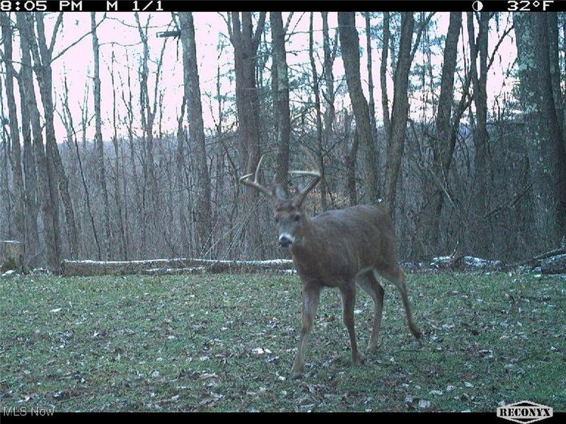 0 OH-148, Beallsville, OH 43716 Photo 27