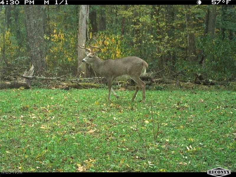 0 OH-148, Beallsville, OH 43716 Photo 30