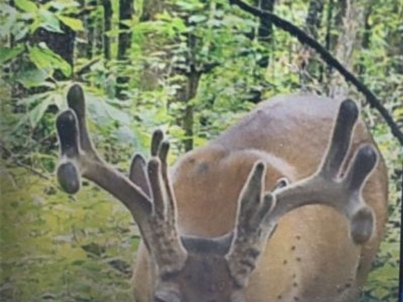 0 OH-148, Beallsville, OH 43716 Photo 32