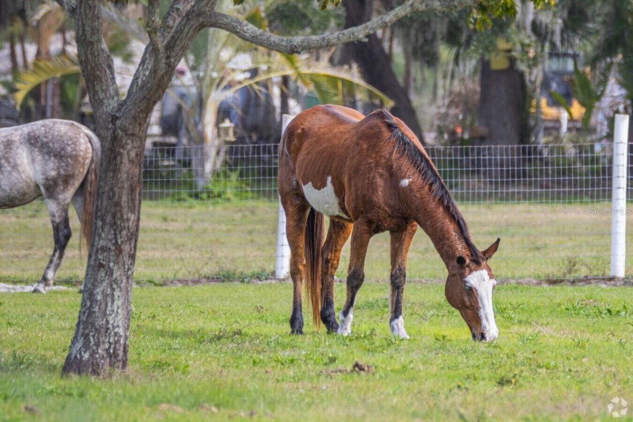 910 Bayshore Drive, Terra Ceia, FL 34250 Photo