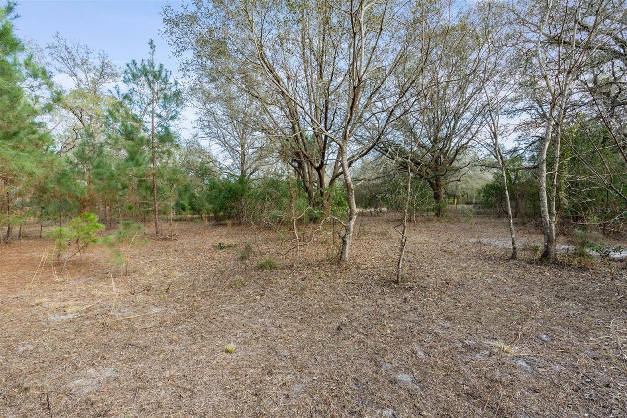 12264 NE 139th Place, Fort Mc Coy, FL 32134 Photo