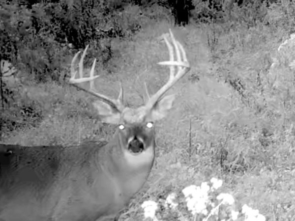 00 Buck Road, Alma, IL 62807