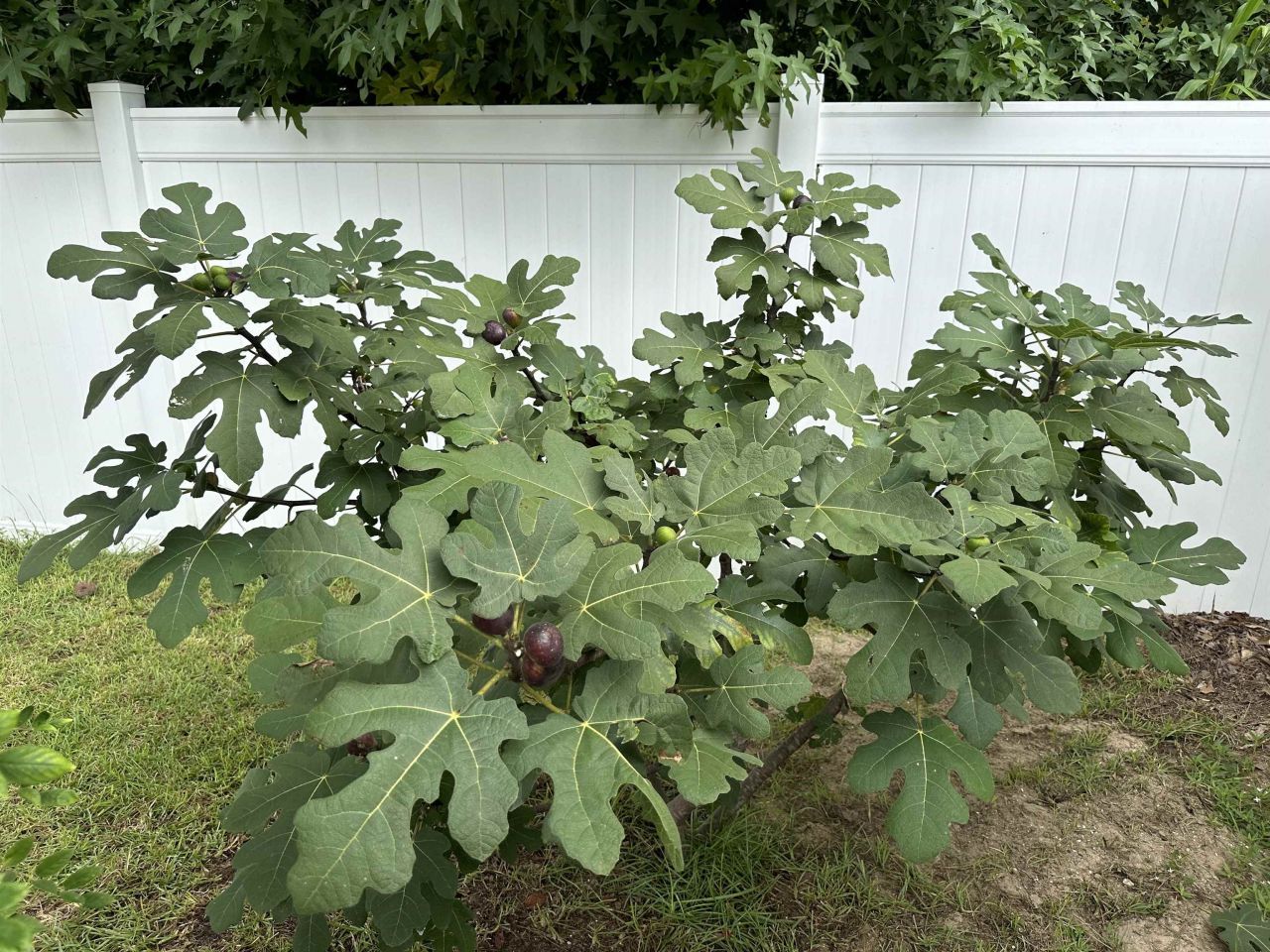 340 Emery Oak Dr. Photo 33