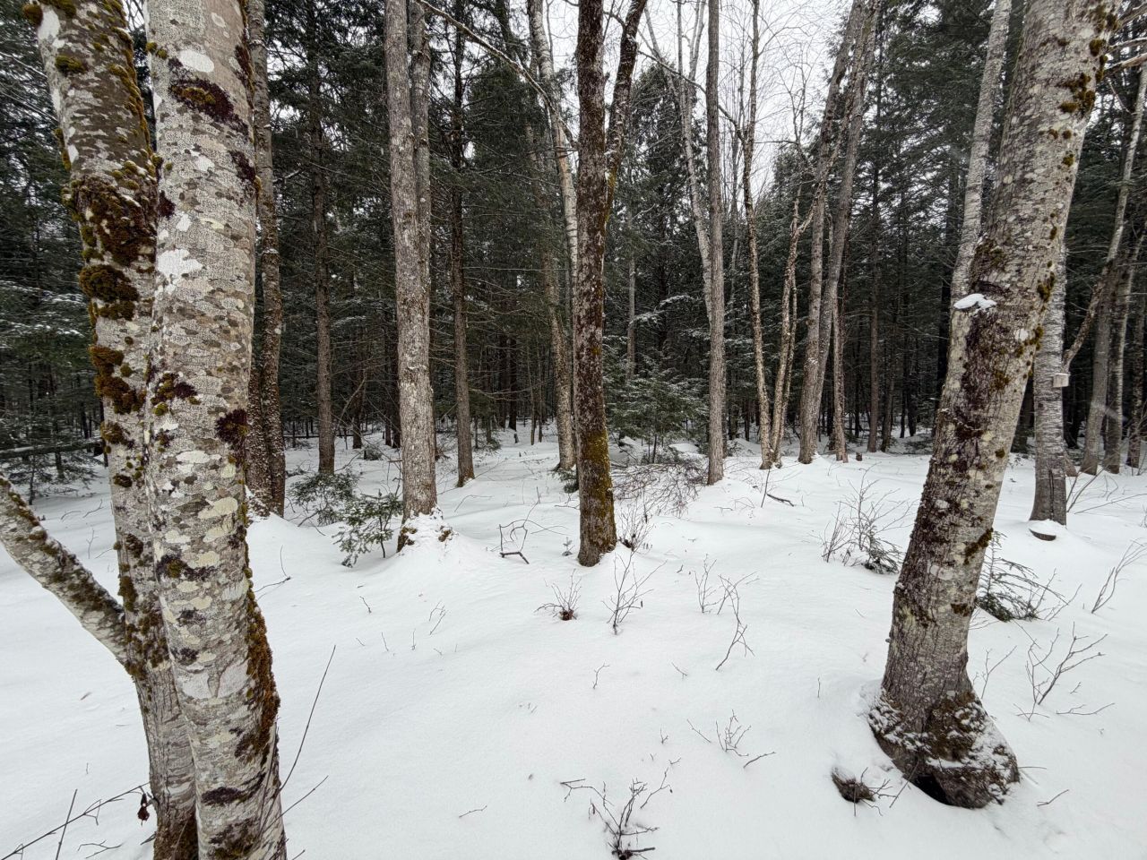 20 Compromise Drive, Lagrange, ME 04453 Main Photo