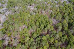 46 Timberline Drive  photo 4