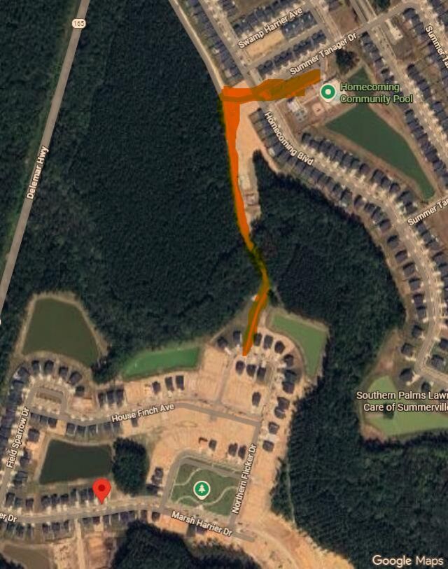 1033 Marsh Harrier Photo 35