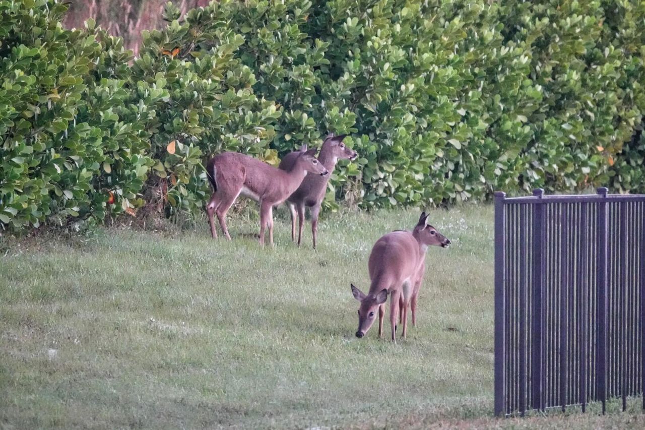 27064 SW Viterbo Way, Port Saint Lucie, FL 34986 Photo