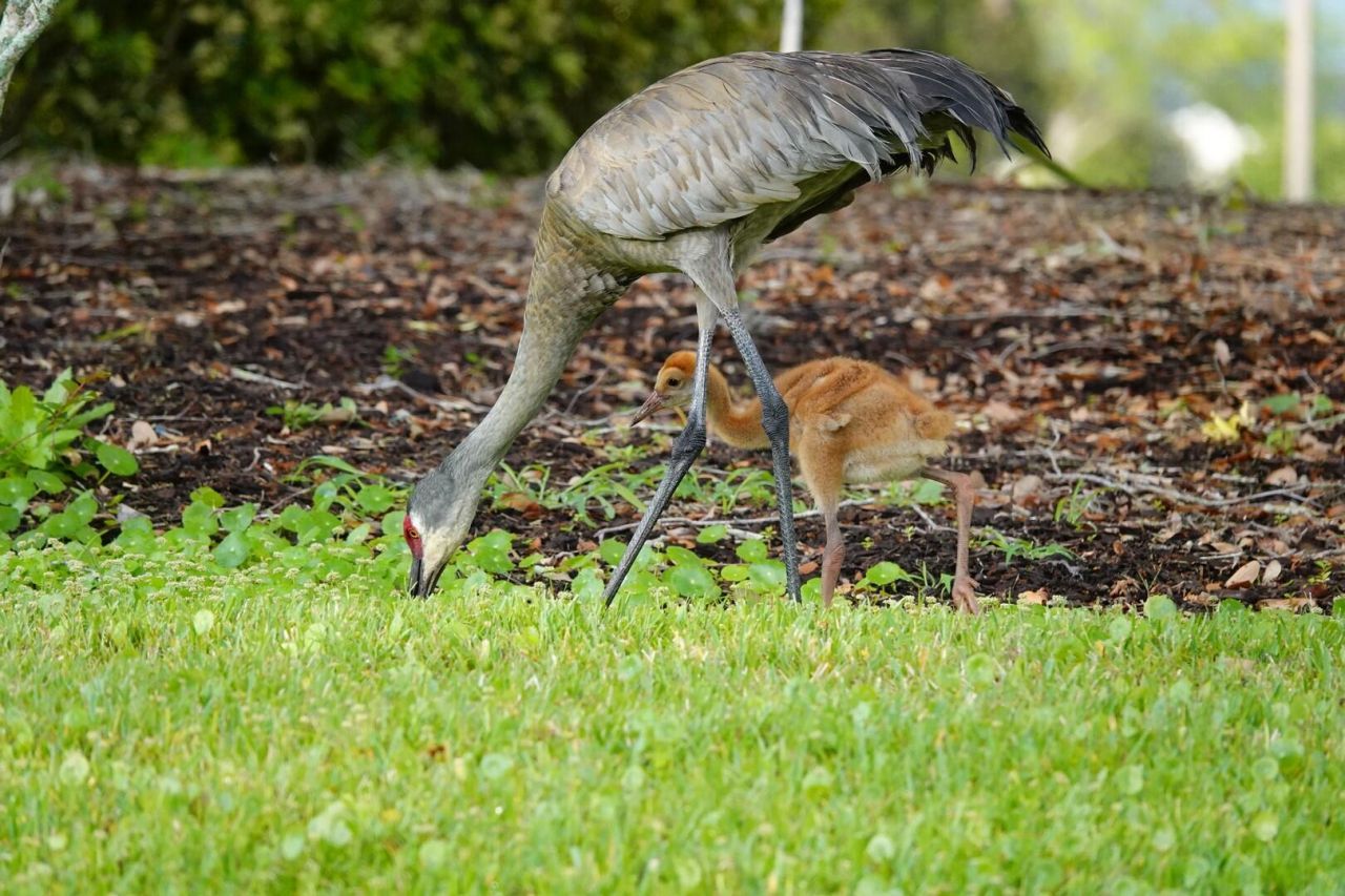 27064 SW Viterbo Way, Port Saint Lucie, FL 34986 Photo