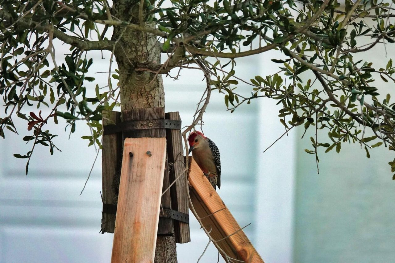 27064 SW Viterbo Way, Port Saint Lucie, FL 34986 Photo