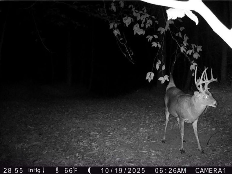 Perl Road, Chandlersville, OH 43727 Photo 28