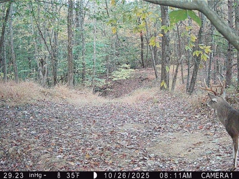 Perl Road, Chandlersville, OH 43727 Photo 29