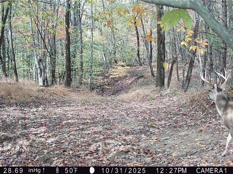 Perl Road, Chandlersville, OH 43727 Photo 30