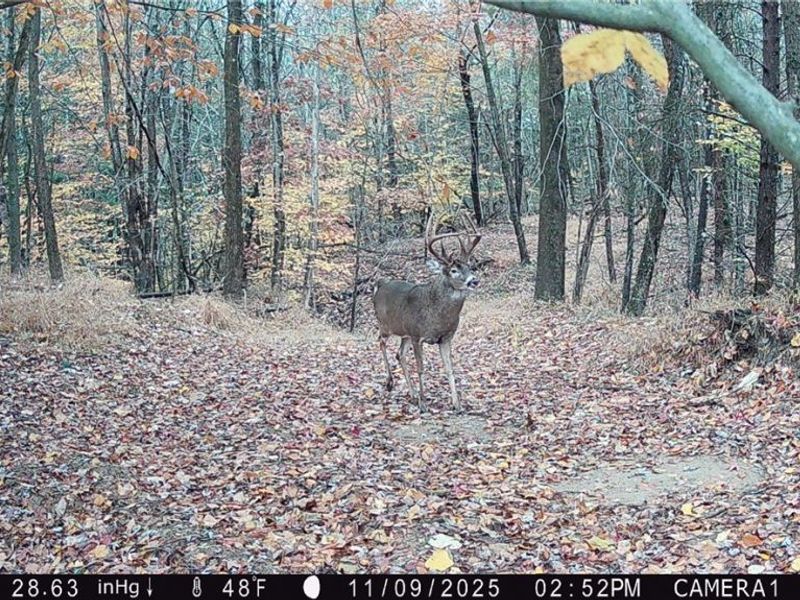 Perl Road, Chandlersville, OH 43727 Photo 5