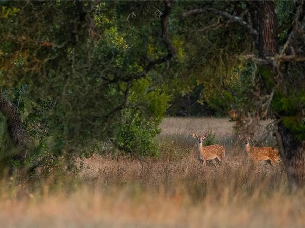 Lot 103 Tuscany DR, Driftwood, TX 78619