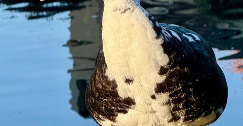 1040 Copper Park Ln, Modesto, CA 95355 Photo