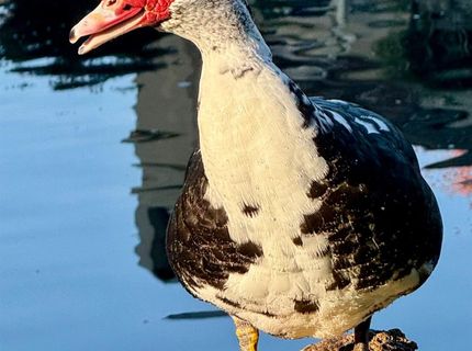 1040 Copper Park Ln, Modesto, CA 95355 Photo