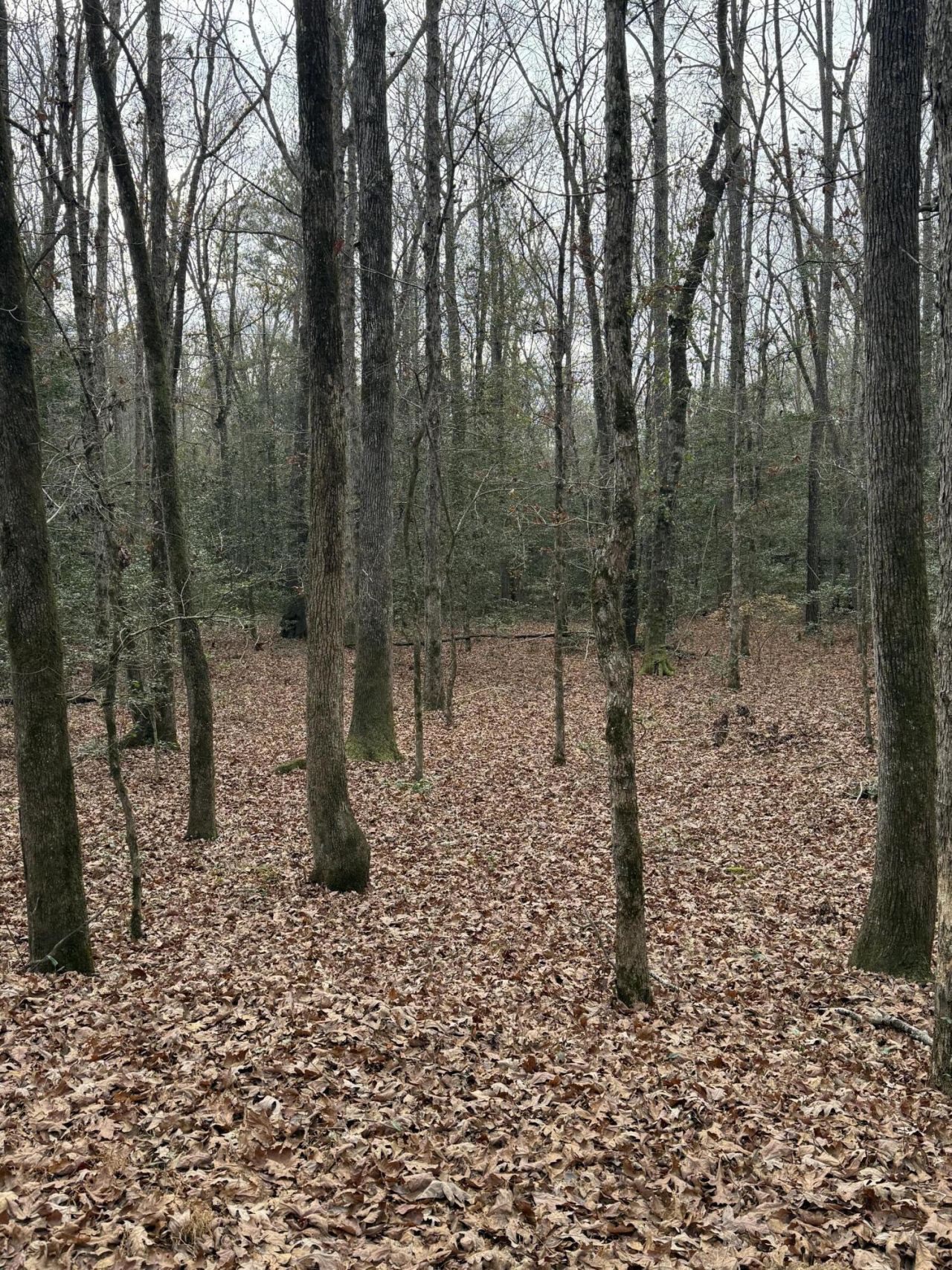 675 Vaughns Mill Pond Road Photo 6