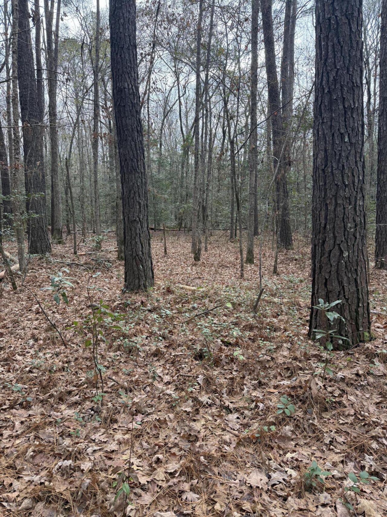 675 Vaughns Mill Pond Road Photo 7