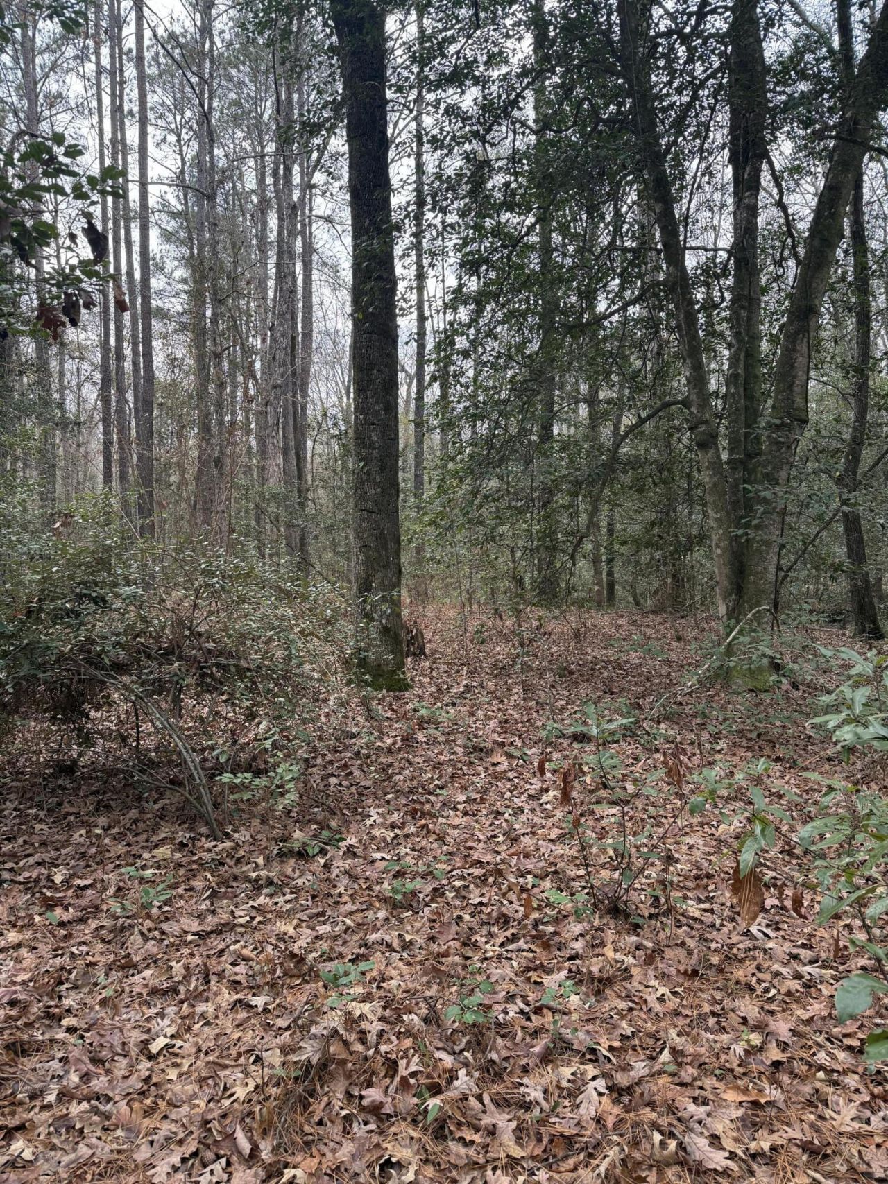 675 Vaughns Mill Pond Road Photo 8