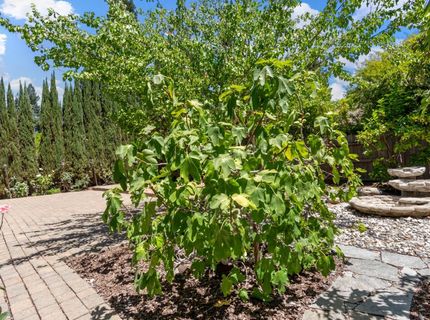 11 Loganberry Ct, Sacramento, CA 95835 Photo