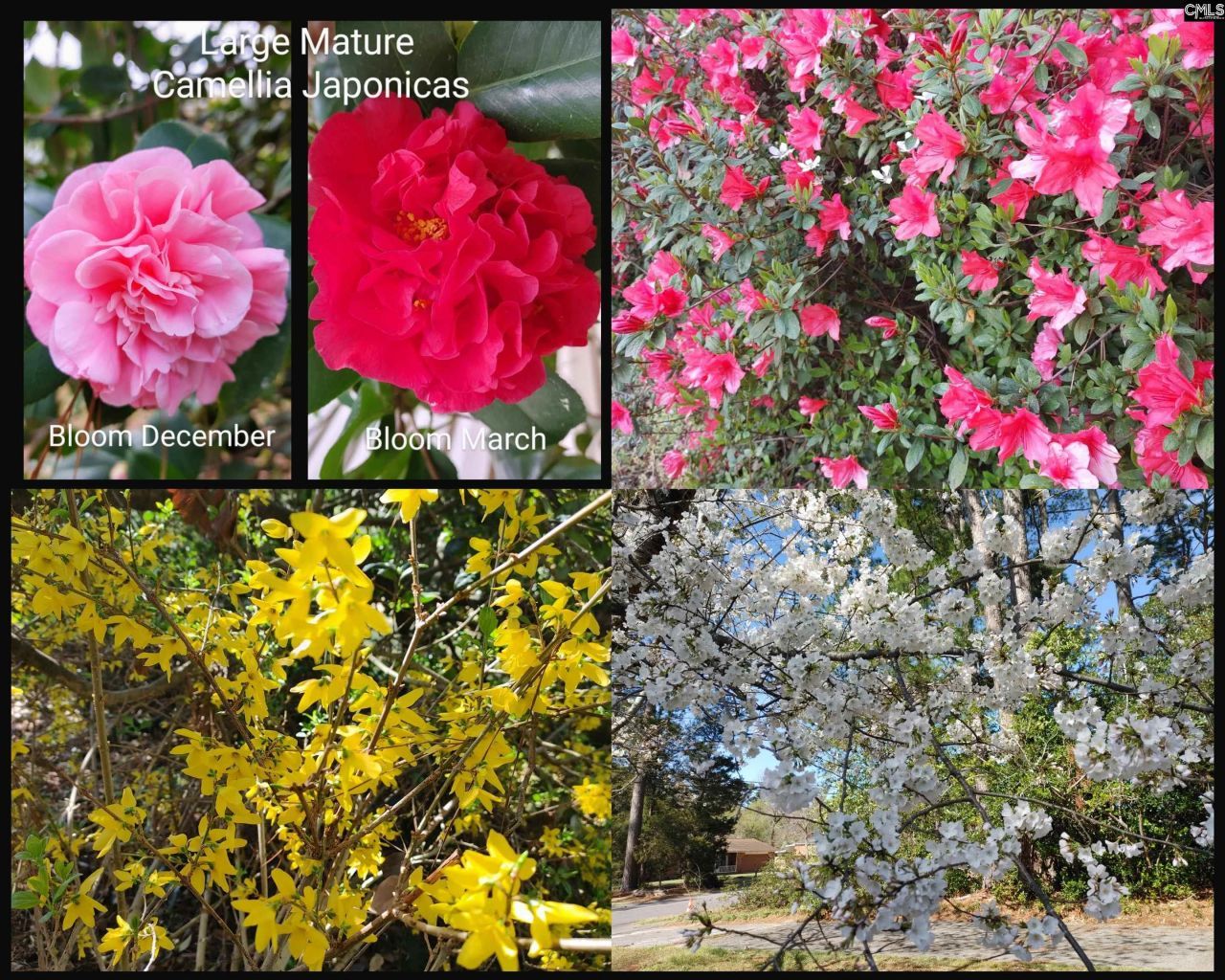 210 Pineland Drive Photo 17