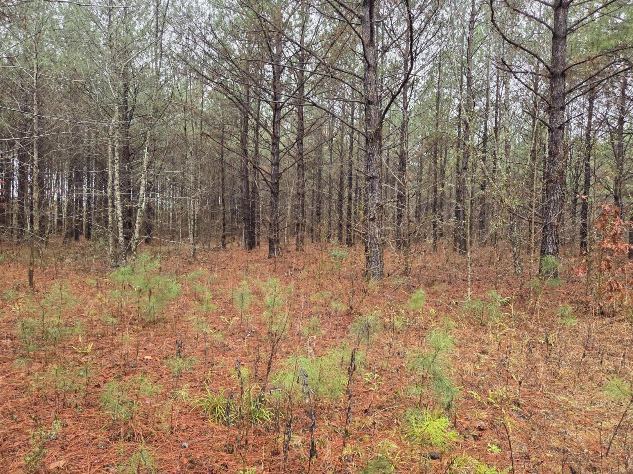 00 Calamus Pond Road Photo 10