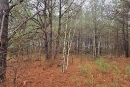 00 Calamus Pond Road photo 4