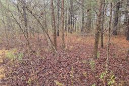 00 Calamus Pond Road photo 4