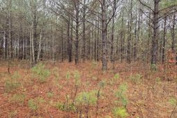 00 Calamus Pond Road photo 4