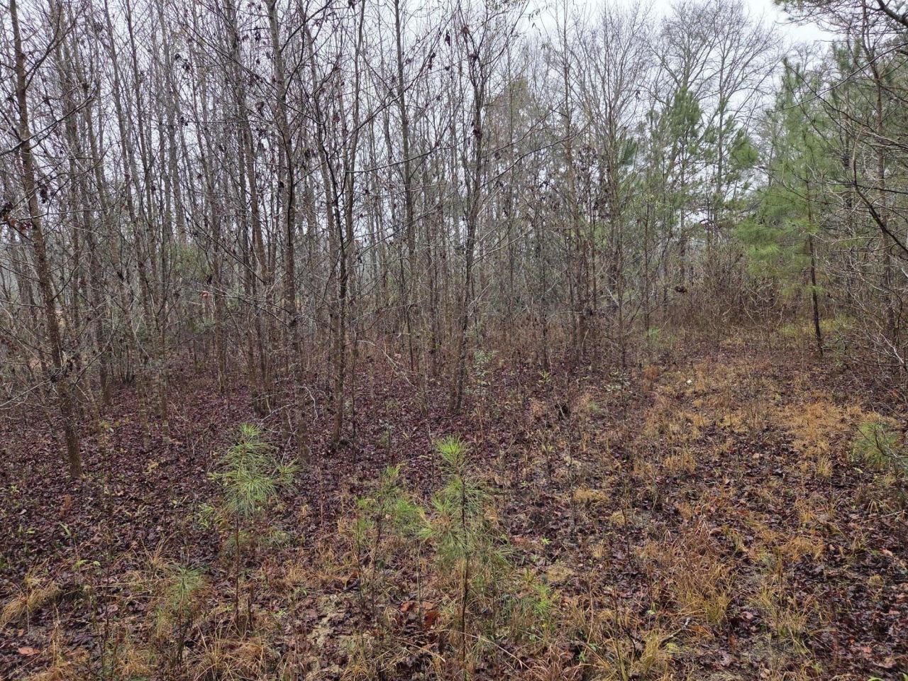 00 Calamus Pond Road Photo 6