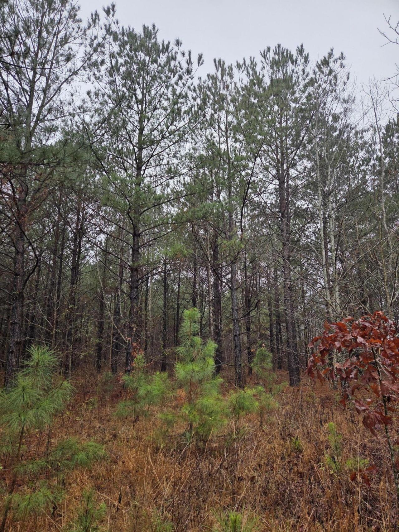 00 Calamus Pond Road Photo 7