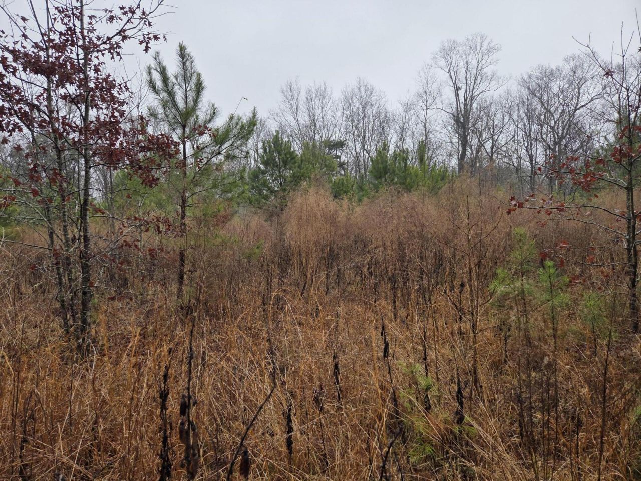 00 Calamus Pond Road Photo 9