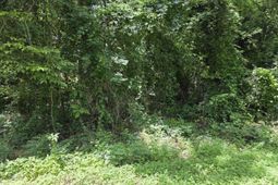 2729 Harlem Street photo 4